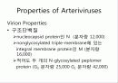 Arteriviridae 6페이지