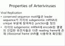 Arteriviridae 9페이지