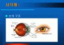 시각장애의 원인과 증세 6페이지