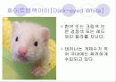 페릿 요점정리 29페이지