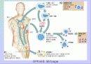 면역계에 대한 발표 PPT 9페이지