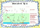 MOCVD 공정(Metal Organic Chemical Vapor Deposition) 10페이지