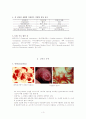 성 전파성 질환(성병) REPORT 3페이지