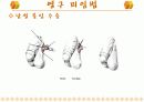 [여성학/성심리학] 피임에 관한 오해와 진실에 관한 편견과 과거와 현대 피임방법 소개 36페이지