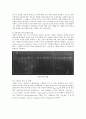 세포생물학-Isolation of genomic DNA 4페이지