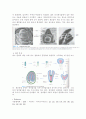 식물-Observation of Angiosperm-Dicotyledon 5페이지