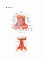 경부신근군 강화(목근육 강화) 1페이지