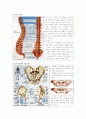 골격계와 근육계의 부위별 각 구조와 기능  4페이지