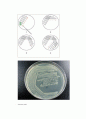 (수의세균학 실습) 획선도말 ( Streak-plate method ) 실험보고서 / 미생물의 순수 배양 2페이지