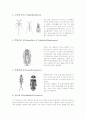 [수서곤충][수생곤충][물장군][물방개][곤충]수서곤충(수생곤충)의 정의, 수서곤충(수생곤충)의 생태, 수서곤충(수생곤충)의 분류, 수서곤충(수생곤충)과 물장군, 수서곤충(수생곤충)과 물방개 분석 7페이지