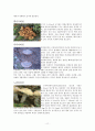 버섯(진균류)의 유용,종류,성장의 특성,독성에 대한 레포트 11페이지