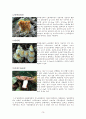 버섯(진균류)의 유용,종류,성장의 특성,독성에 대한 레포트 16페이지