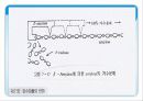 전분의 가수 분해 효소와 이용 5페이지