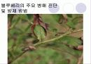 블루베리의 생장과정 병충해방지 및 효능 8페이지