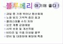 블루베리의 생장과정 병충해방지 및 효능 11페이지