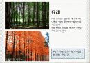 일본잎갈나무 4페이지