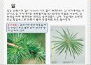 일본잎갈나무 5페이지