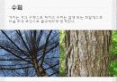 일본잎갈나무 14페이지