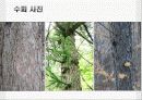 일본잎갈나무 15페이지