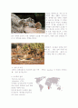 (인간과 동물)미어캣과 미어캣의 서식지인 칼라할리 사막 소개 3페이지