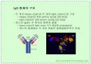 항체와 B 림프구 : 단클론 항체의 제조 5페이지