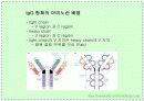 항체와 B 림프구 : 단클론 항체의 제조 6페이지