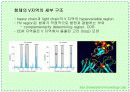 항체와 B 림프구 : 단클론 항체의 제조 7페이지