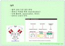 항체와 B 림프구 : 단클론 항체의 제조 10페이지
