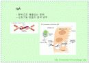 항체와 B 림프구 : 단클론 항체의 제조 12페이지