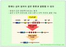 항체와 B 림프구 : 단클론 항체의 제조 14페이지