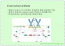 항체와 B 림프구 : 단클론 항체의 제조 15페이지