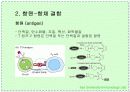 항체와 B 림프구 : 단클론 항체의 제조 17페이지