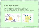 항체와 B 림프구 : 단클론 항체의 제조 21페이지