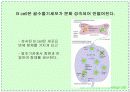 항체와 B 림프구 : 단클론 항체의 제조 24페이지