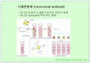 항체와 B 림프구 : 단클론 항체의 제조 34페이지
