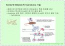 항체와 B 림프구 : 단클론 항체의 제조 35페이지