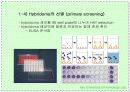 항체와 B 림프구 : 단클론 항체의 제조 42페이지