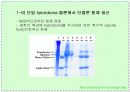 항체와 B 림프구 : 단클론 항체의 제조 44페이지