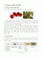 [과일/채소류] 토마토 마케팅전략 4페이지