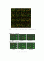 나노 바이오 테크놀로지 세포칩에 대하여 2페이지