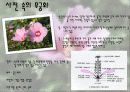 우리나라 꽃 무궁화  5페이지
