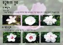 우리나라 꽃 무궁화  6페이지