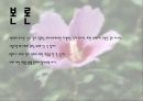 우리나라 꽃 무궁화  11페이지