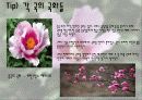 우리나라 꽃 무궁화  27페이지