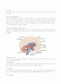 신경계의 해부와 생리 7페이지
