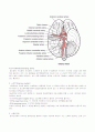 신경계의 해부와 생리 13페이지