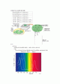 광합성색소의 분리 2페이지