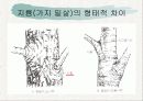 녹지시설물의 유지관리_전정과가지치기 20페이지