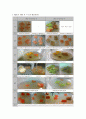 [식물생리학실험]5-6.Plant Regeneration 5페이지