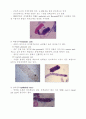 요침사의 현미경적인 특징 4페이지